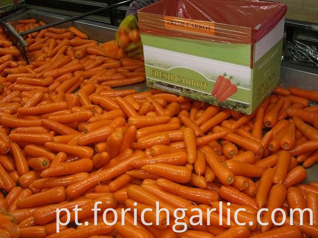 Fresh Carrot